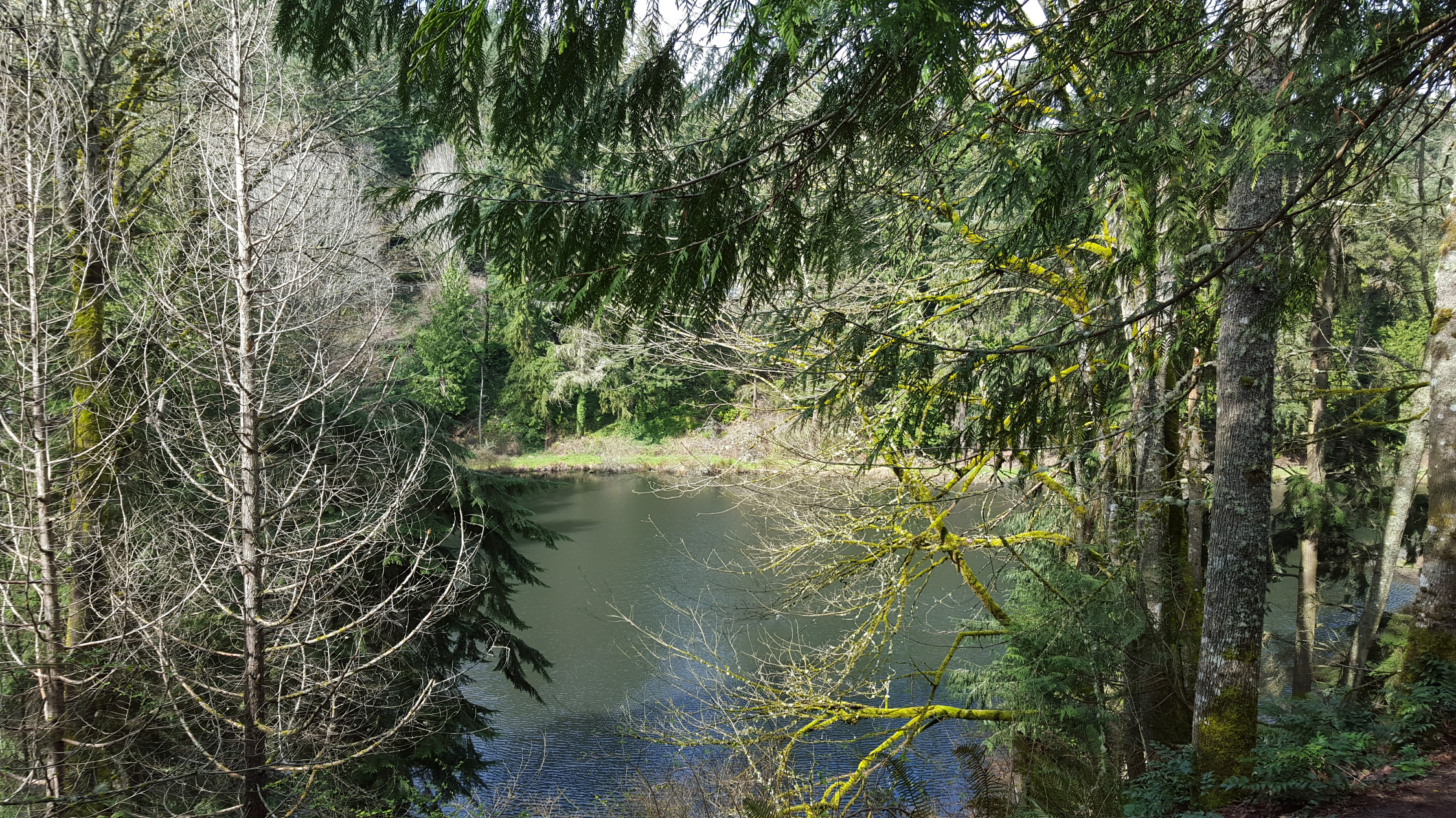 perspective through trees looking at lake